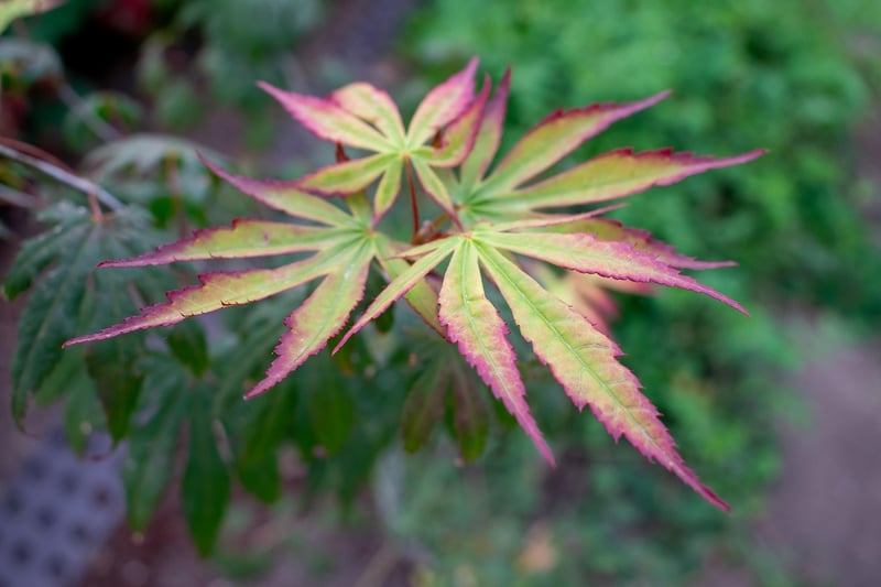 Fall Planting Tips