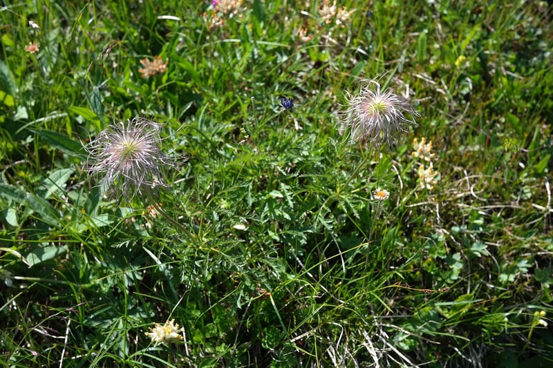 Fruit-bearing Plants