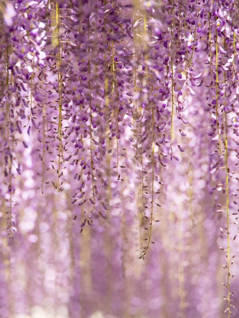 Vertical Wall Garden
