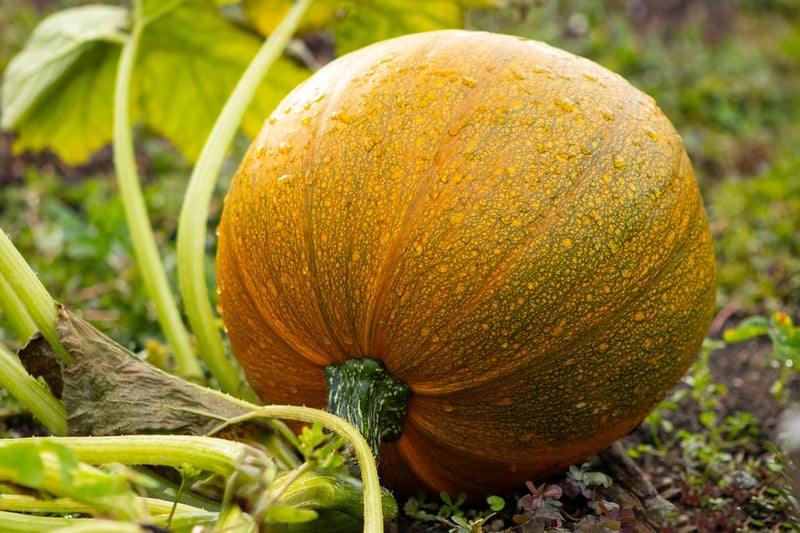 Square Foot Gardening